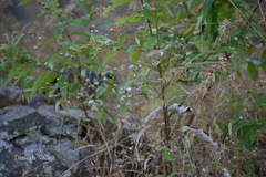 Lamprachaenium microcephalum